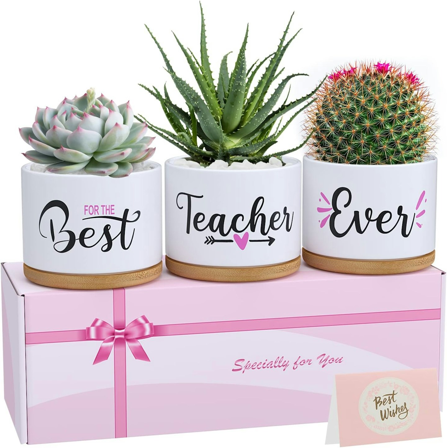 Teacher Plant Appreciation Gift
