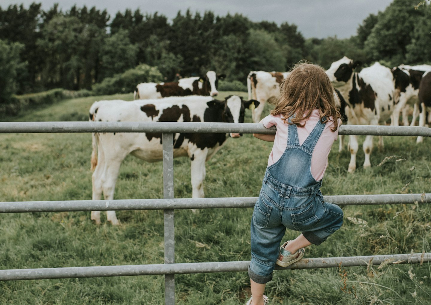 A little girl in the farm staring at cows