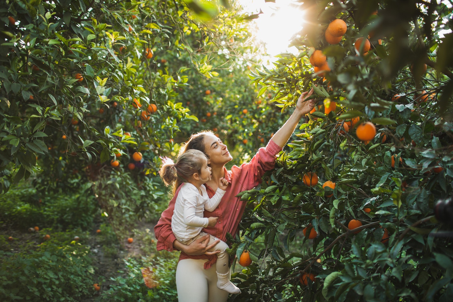 Mother and Daughter farmer picking carefully ripe orange in orchard.