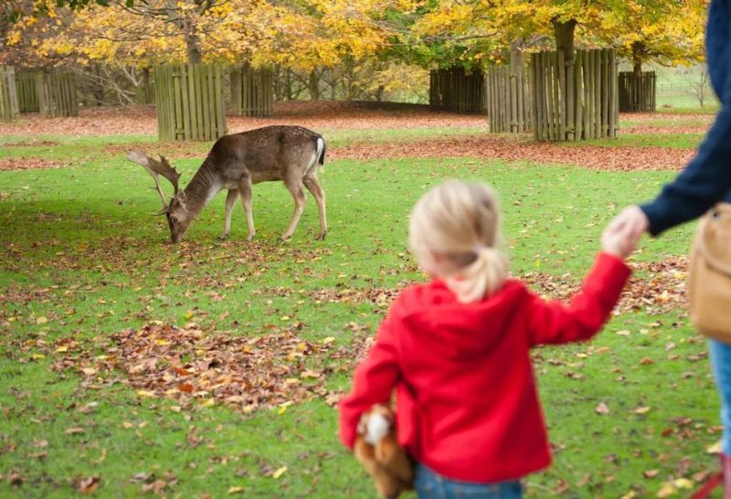 Child watching the deer at Dunham Massey National Trust