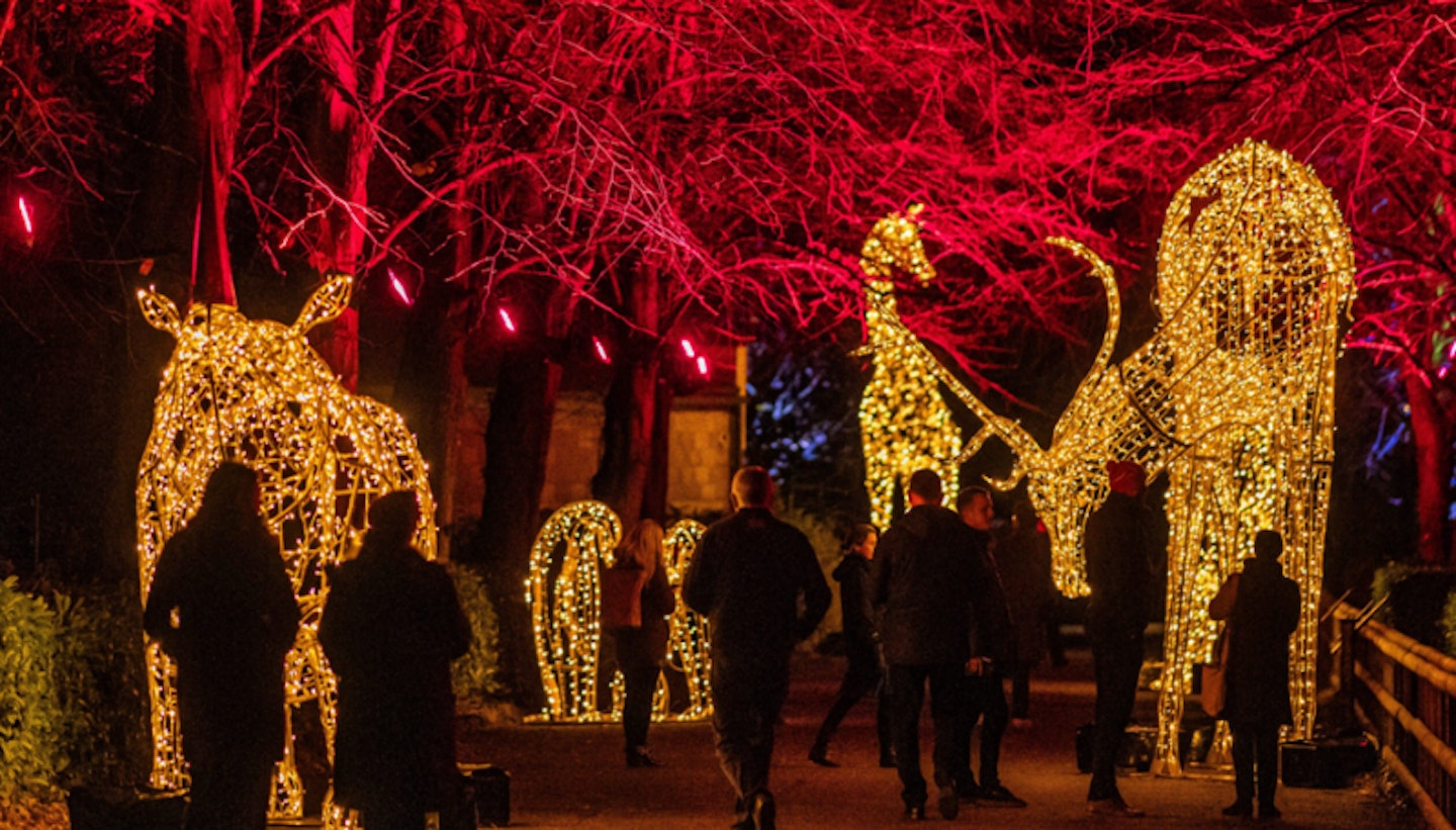 Lanterns and light at Chester Zoo