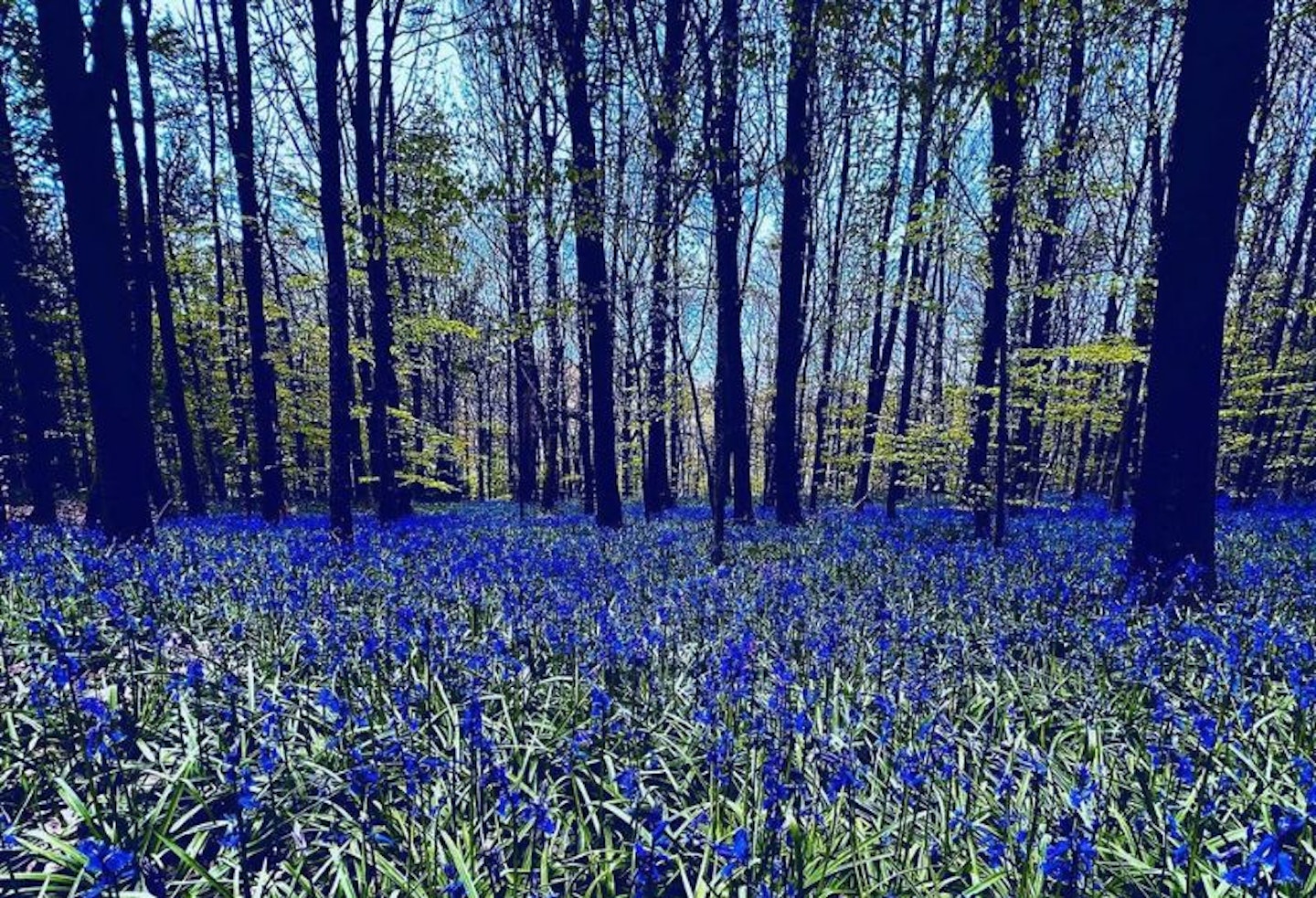 Bluebells in the woods of Newmillerdam Country Park