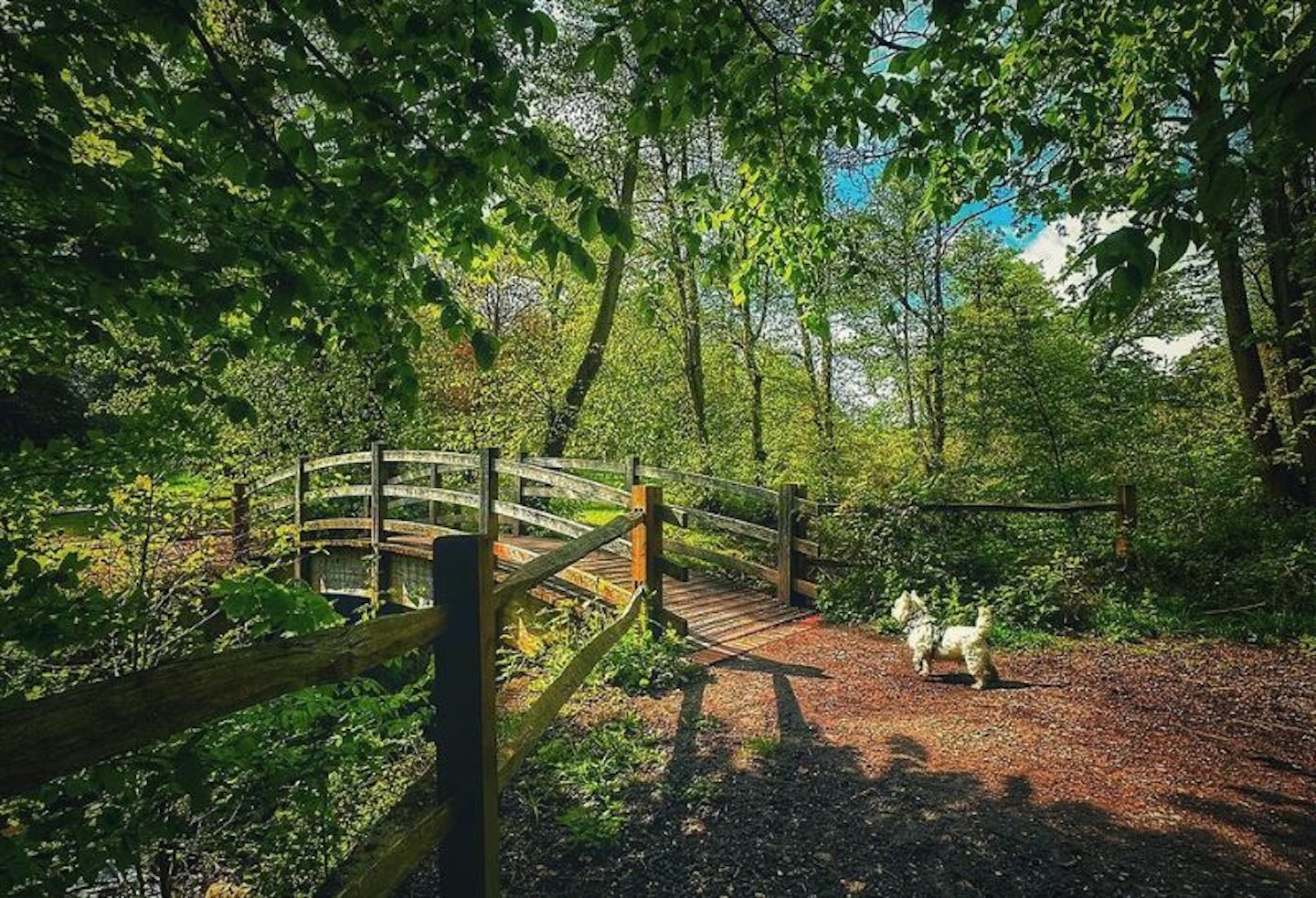 A small dog standing in front of a wooden bridge in the woods