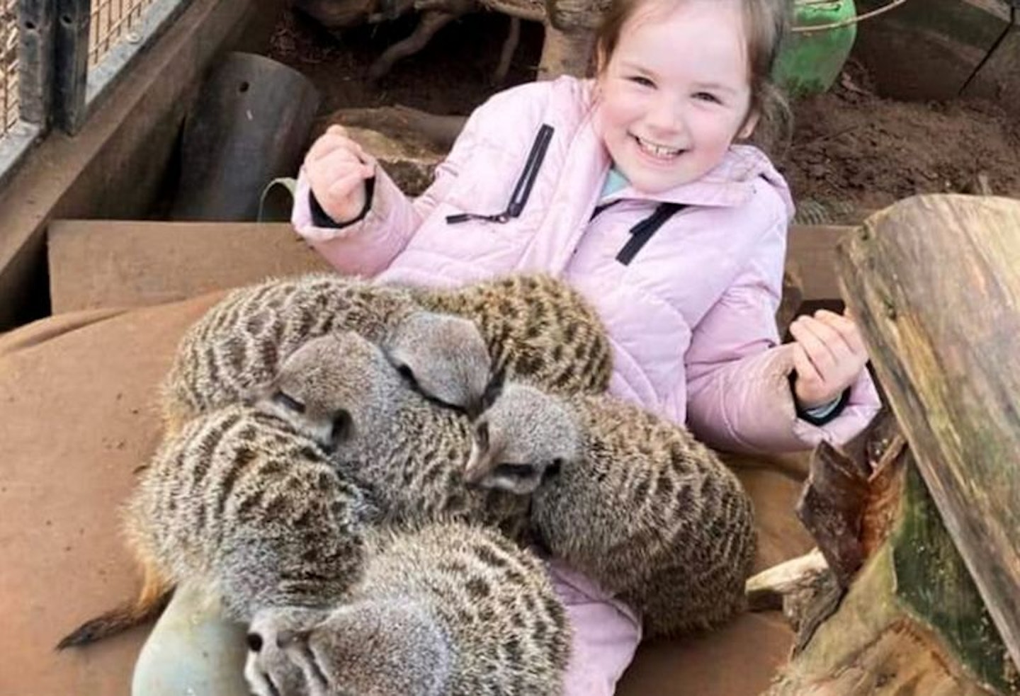 a girl in a pink coat with lots of meerkats on her lap