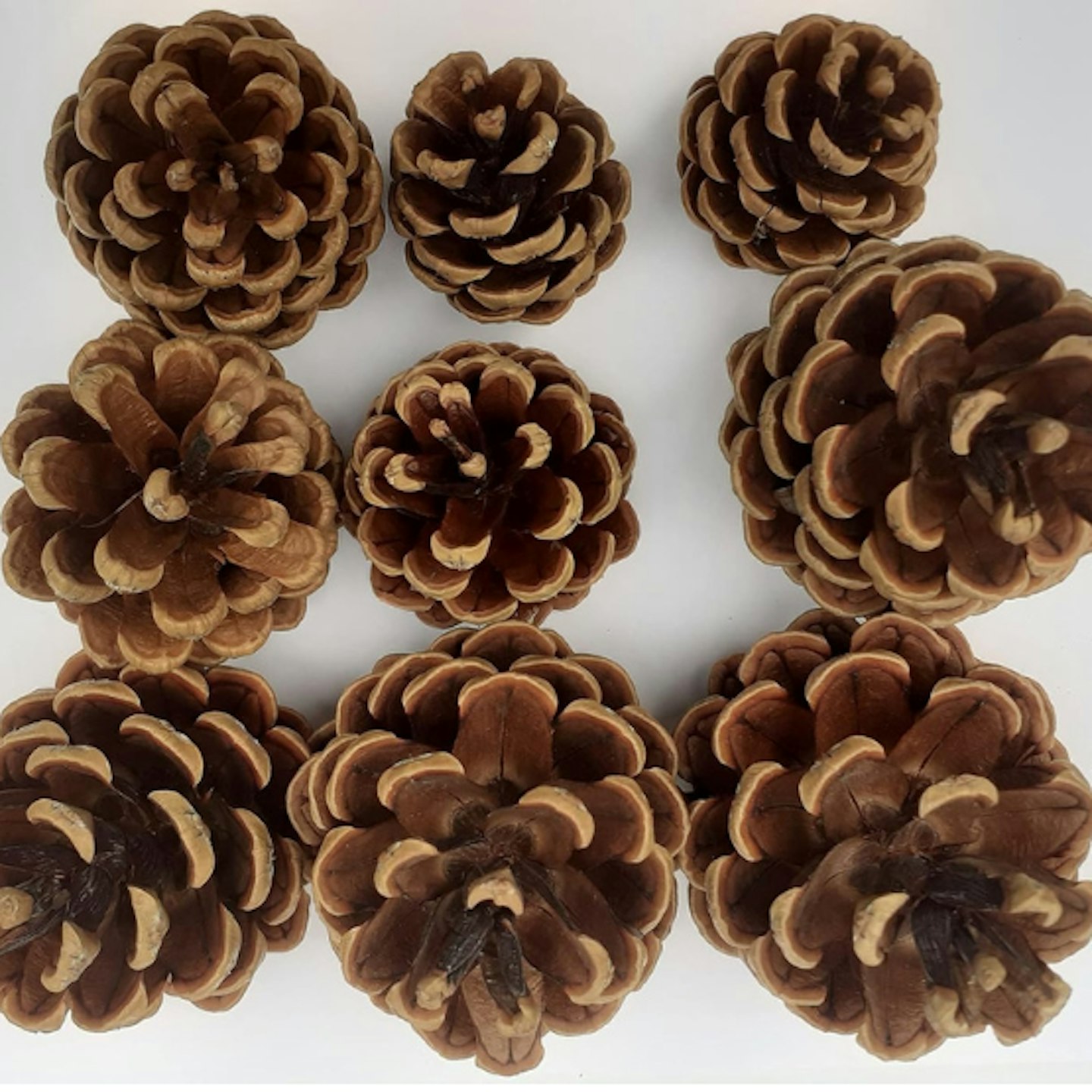 Pinecones