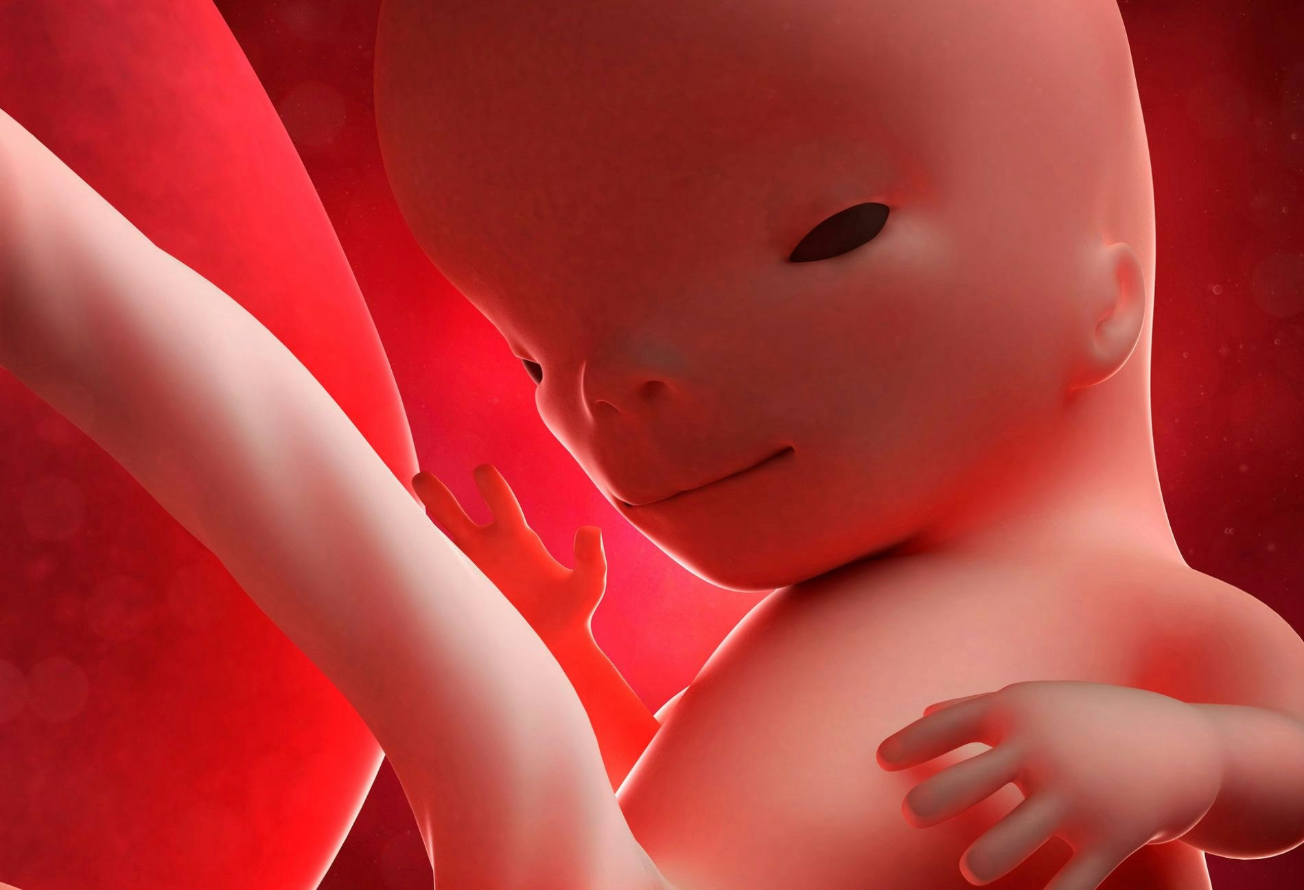 Foetus at 11 weeks by Science Photo Library