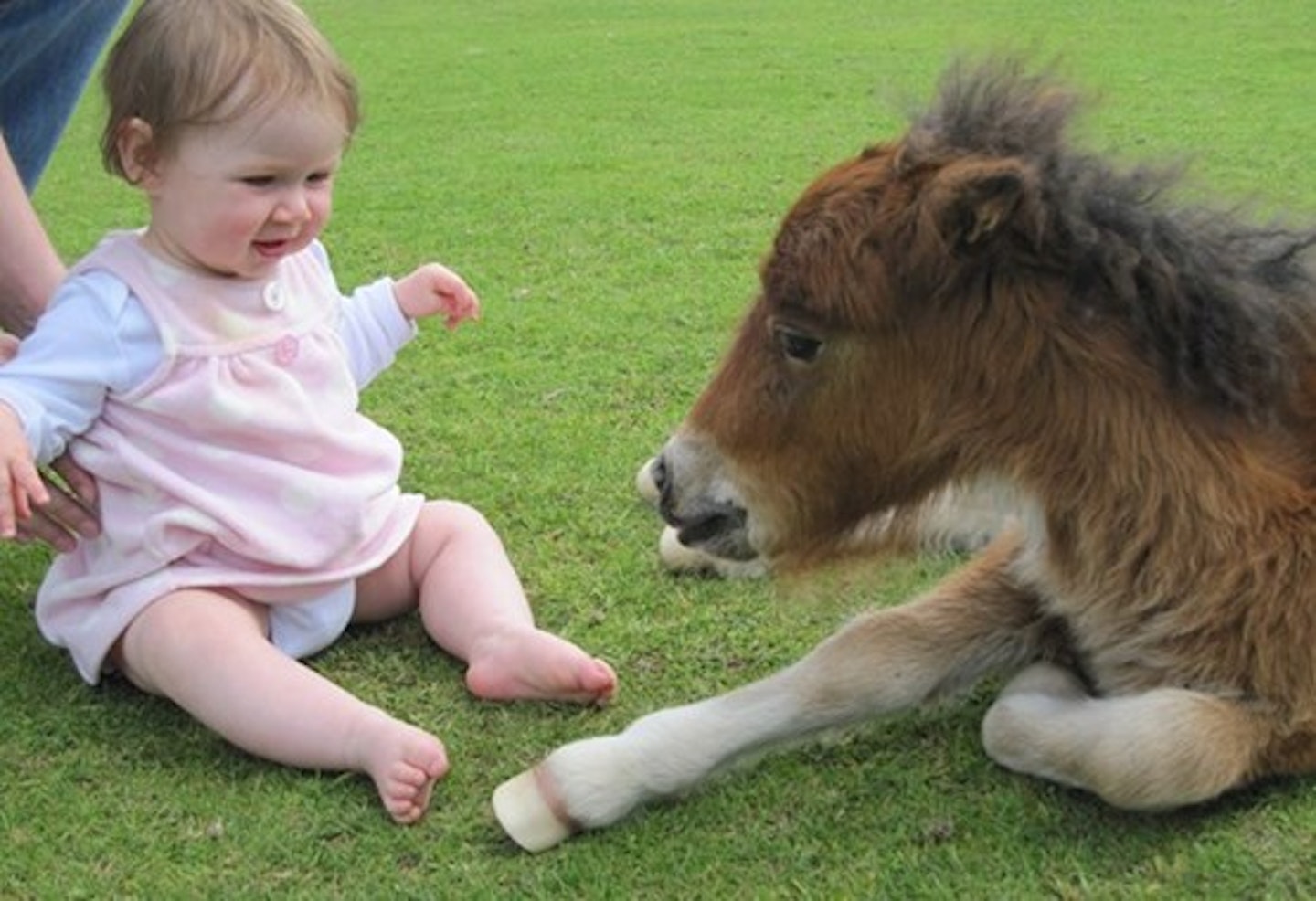 Miniature Pony Centre, Dartmoor