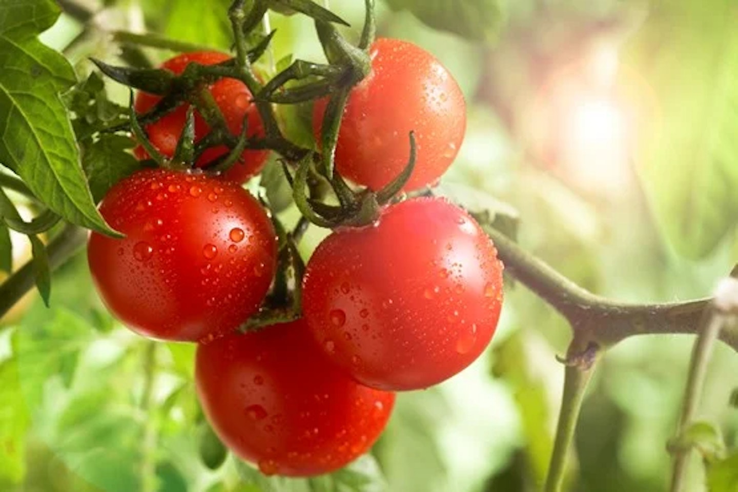 tomatoes on vine