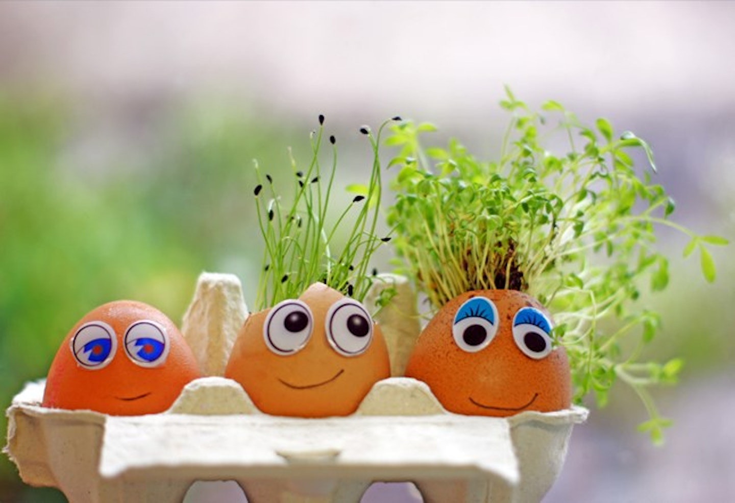 Grow Your Own Cress Egg Heads