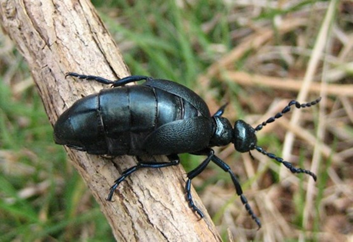 A beetle on a branch
