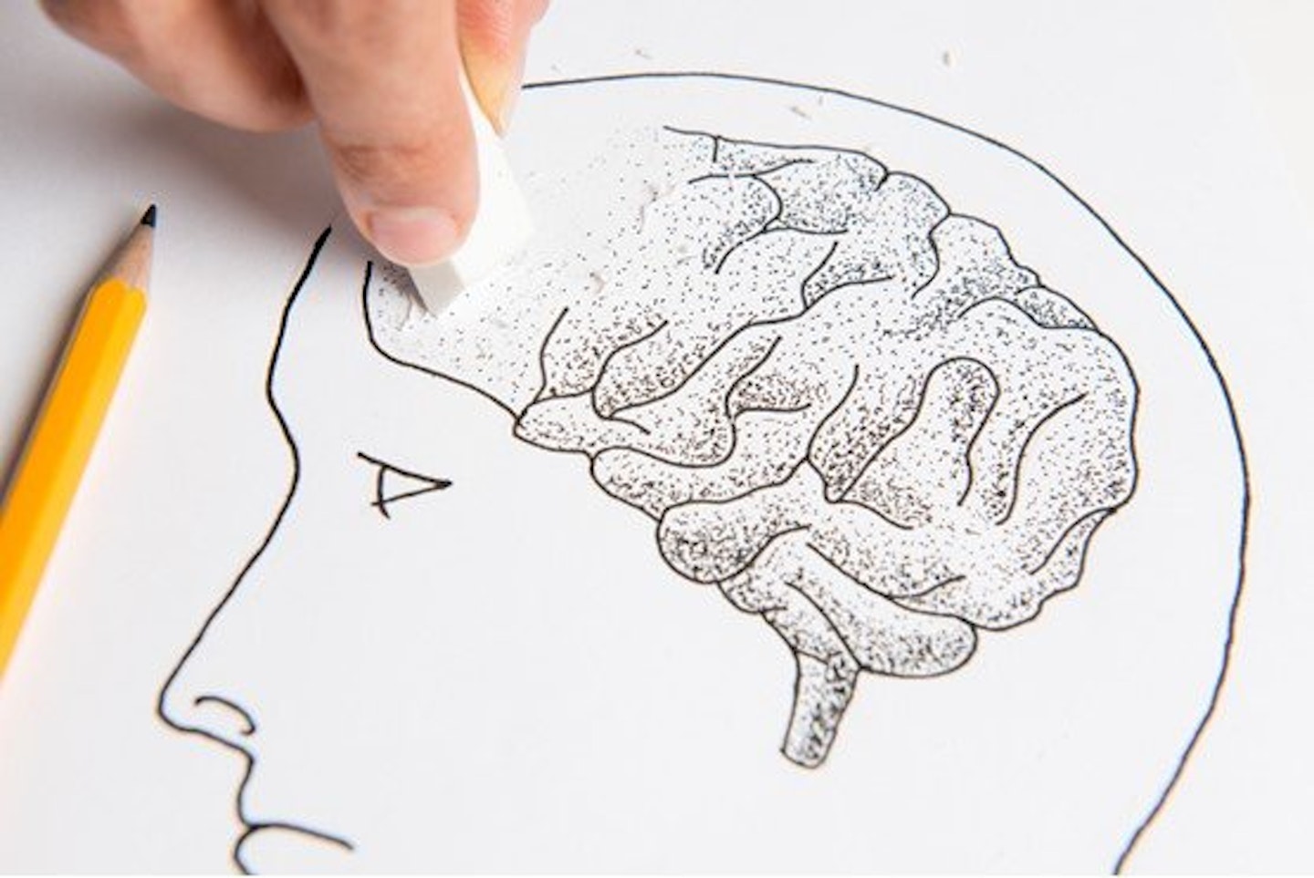 drawing of a brain