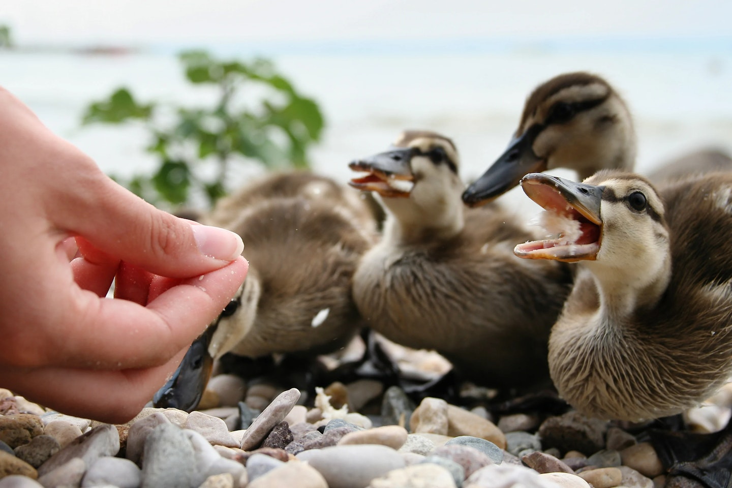 ducklings being fed bread