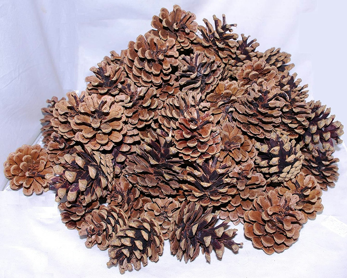 pinecone