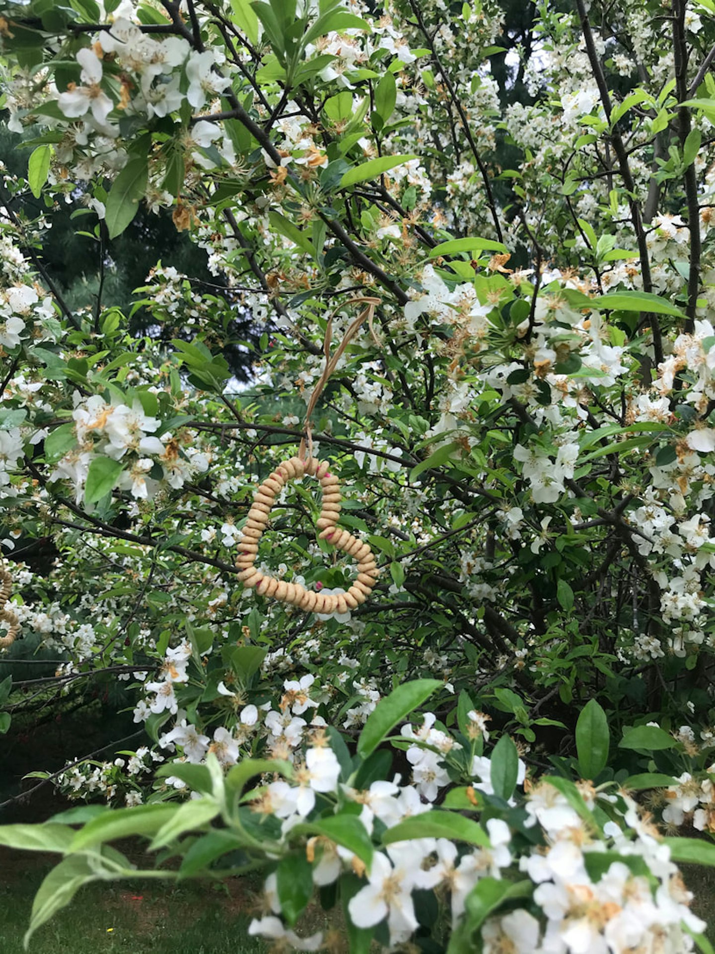 Cheerio Bird Feeder