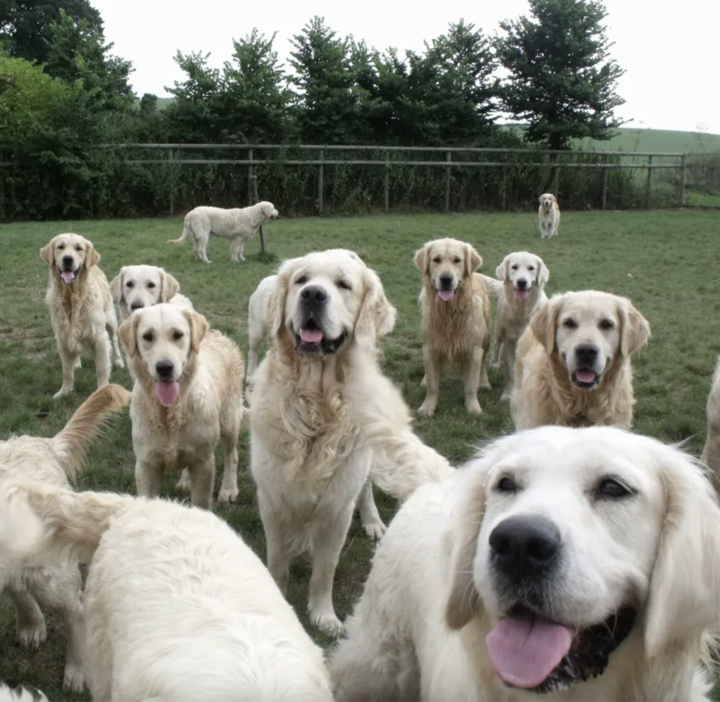 The Golden Retriever Experience