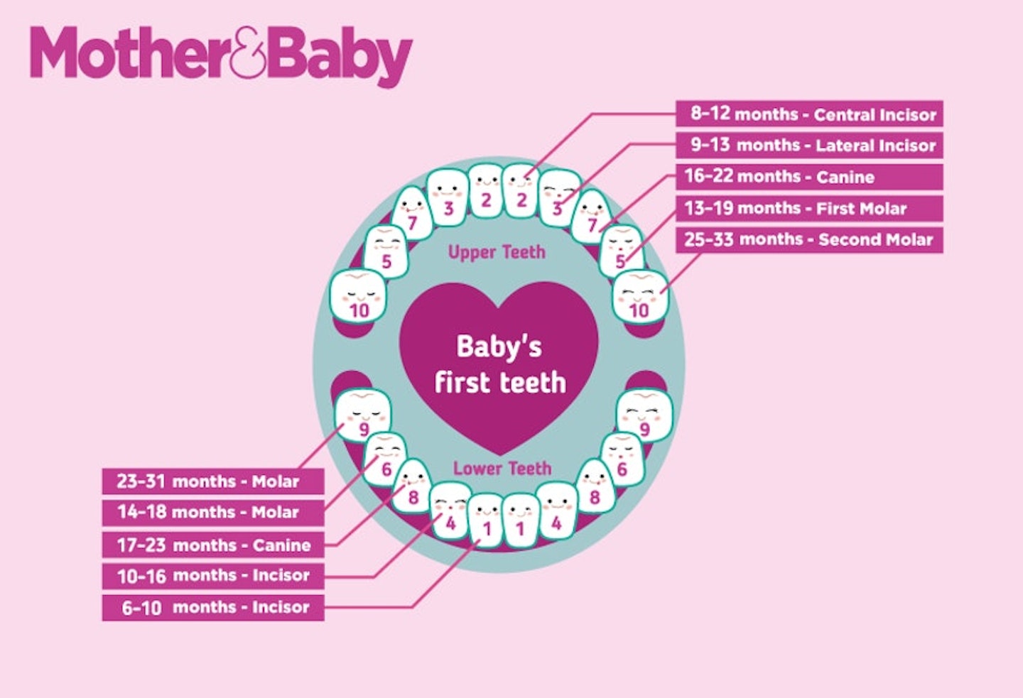 baby teeth timeline