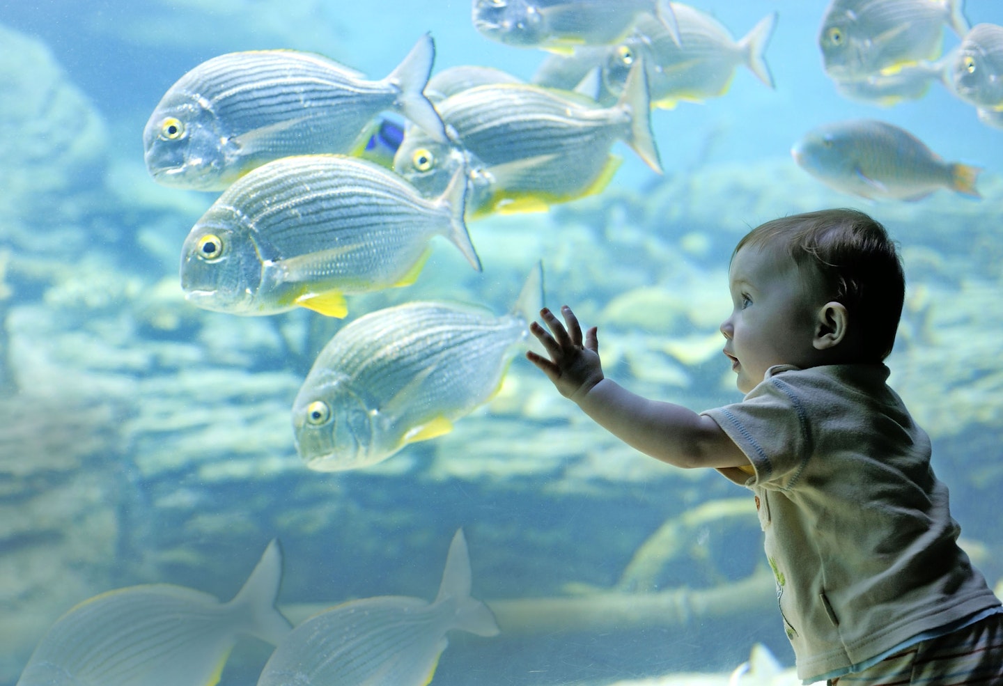 toddler looking at fish
