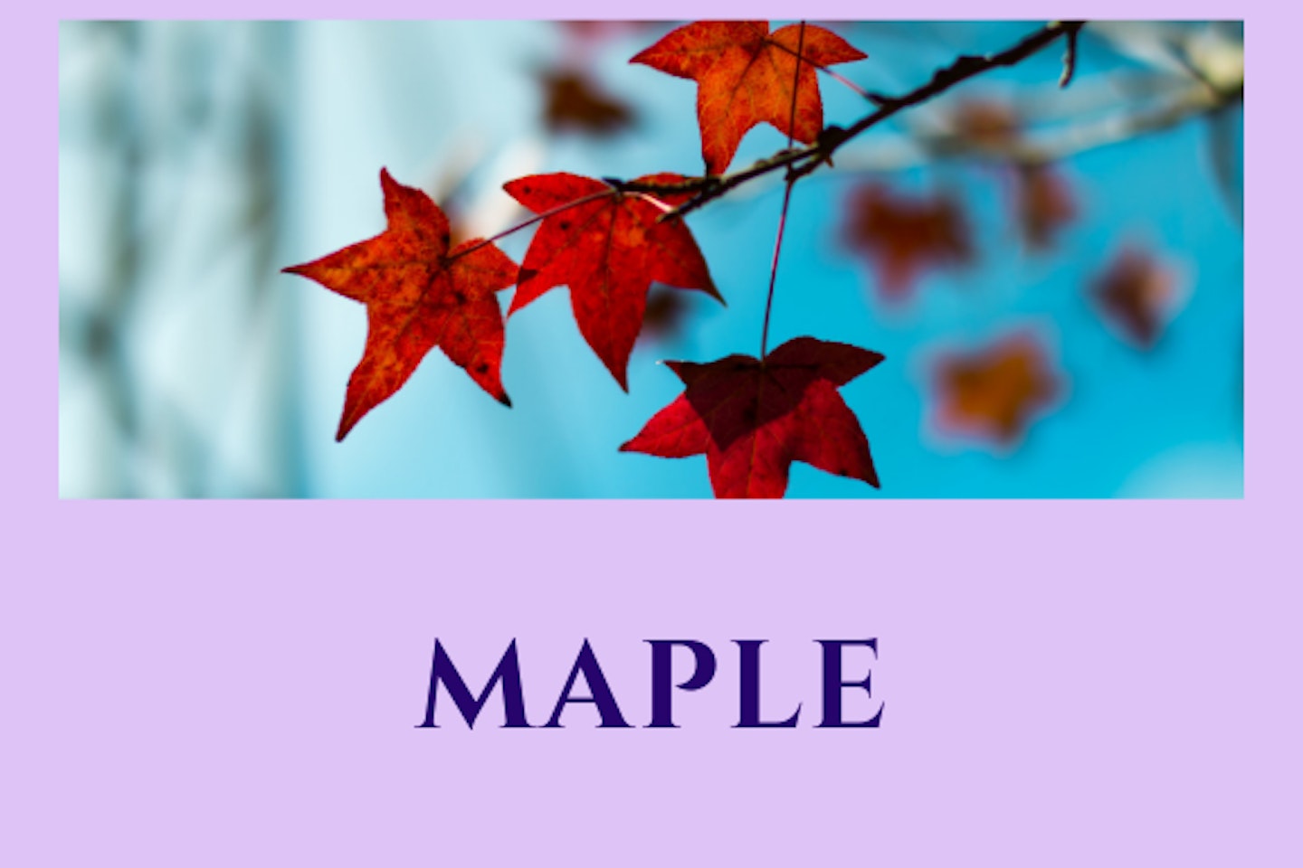 Maple