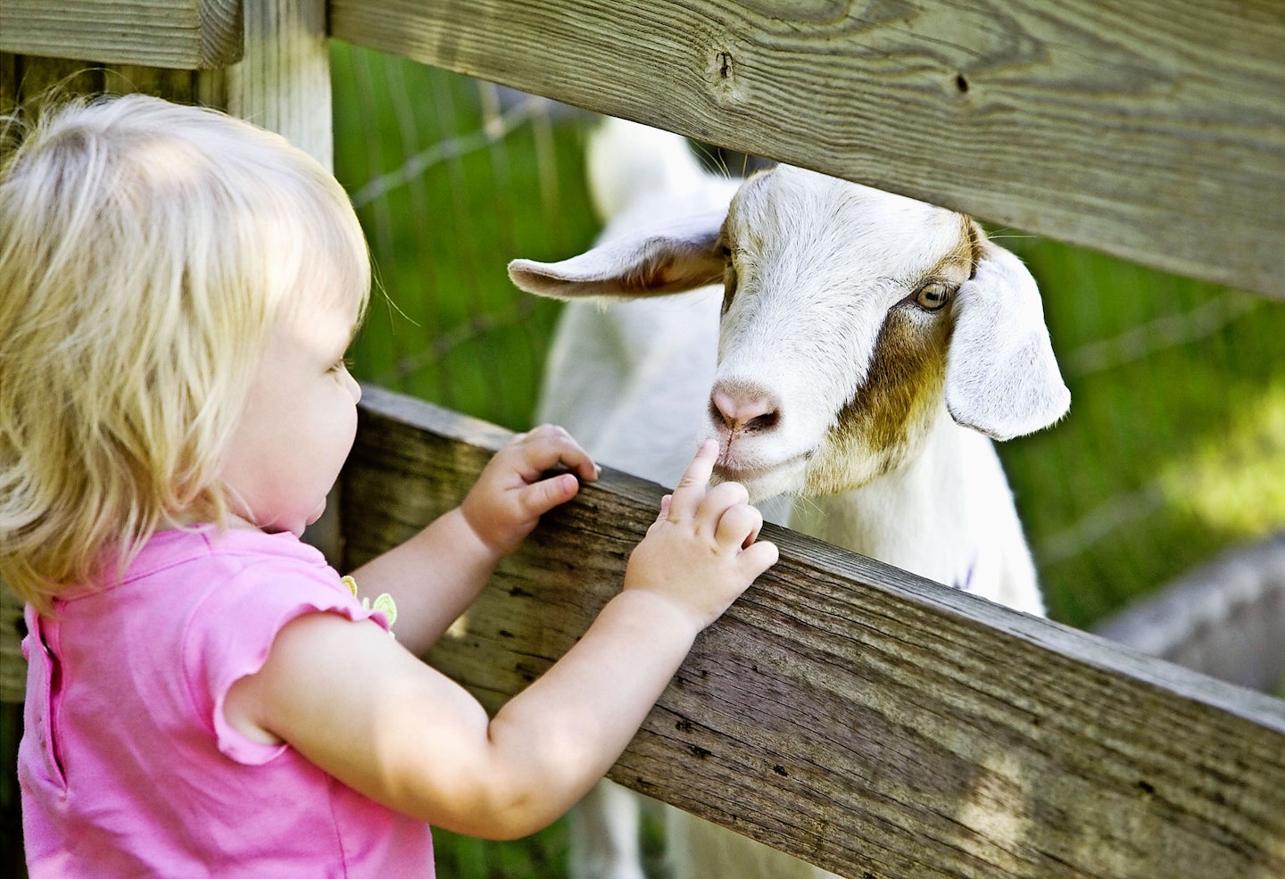 toddler and goat
