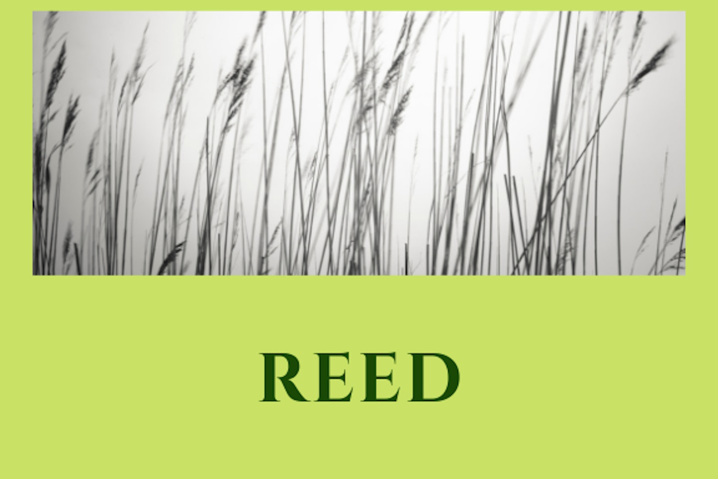 Reed