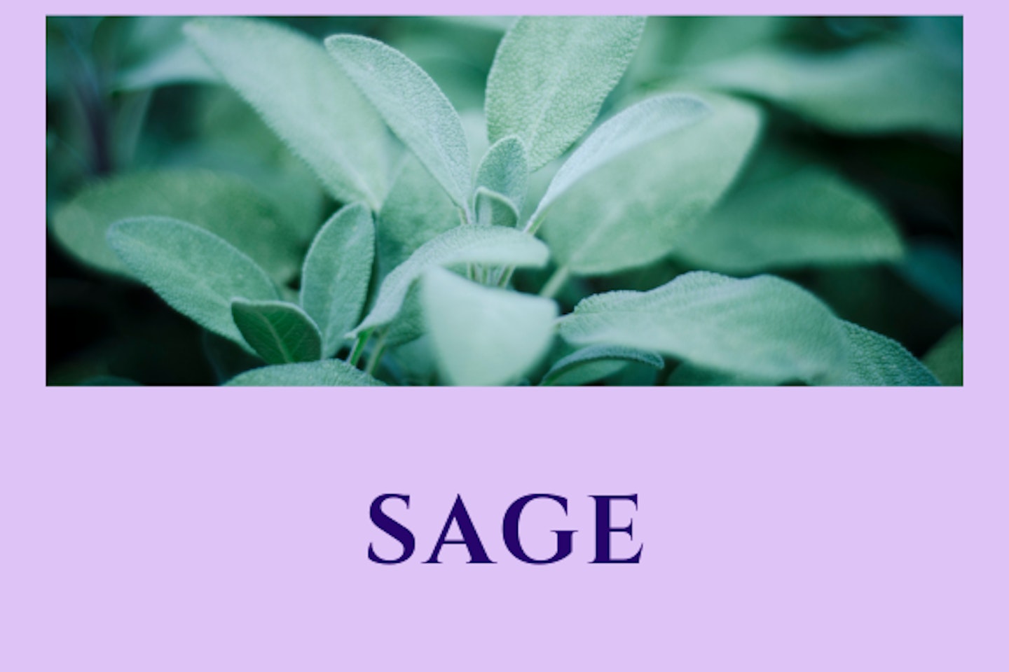 Sage