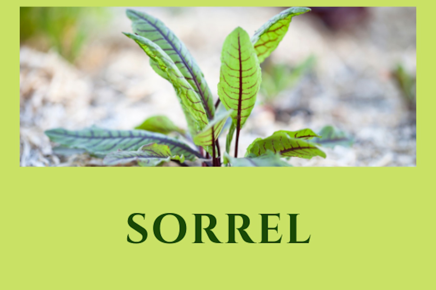 Sorrel