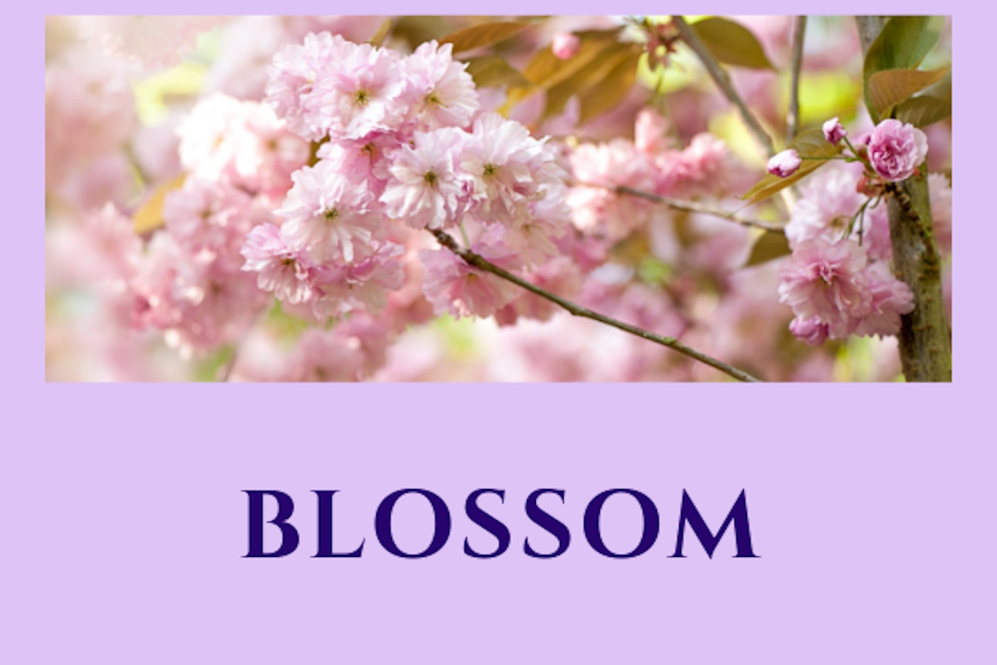 Blossom