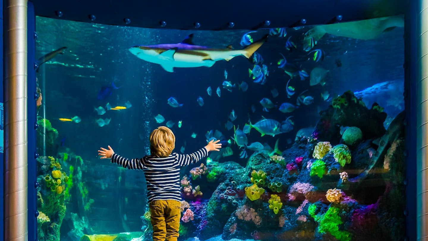 Get 50% off the Fish Keeper experience at Sea Life Brighton NEXT weekend!