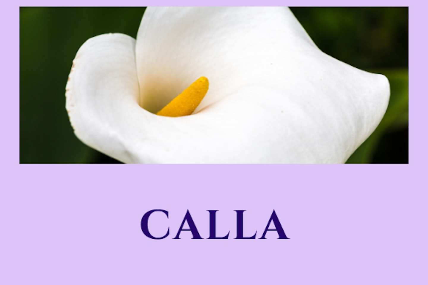 Calla