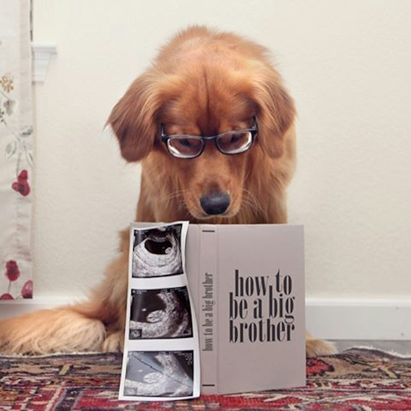 pet pregnancy announcement 