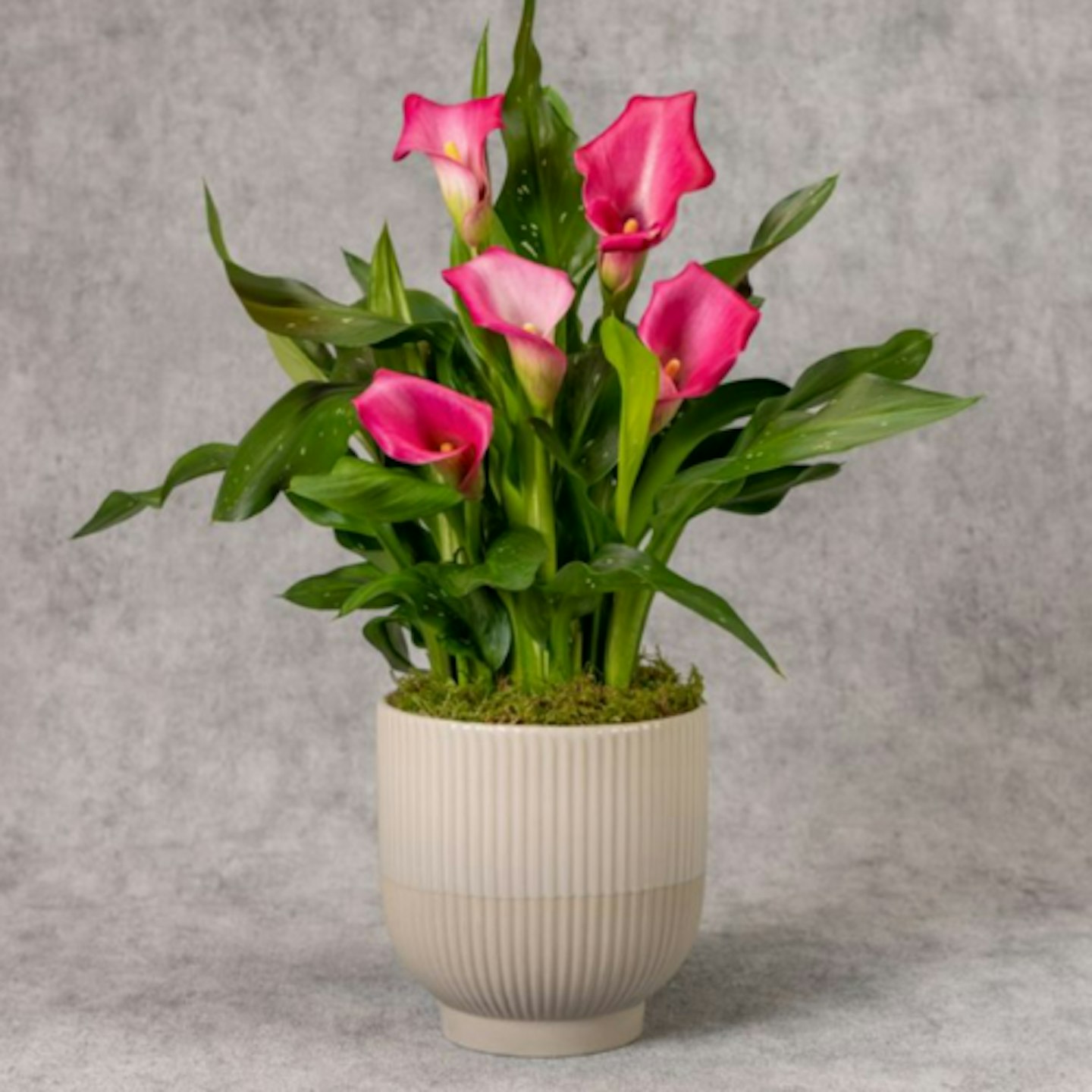 Calla Lily Planter