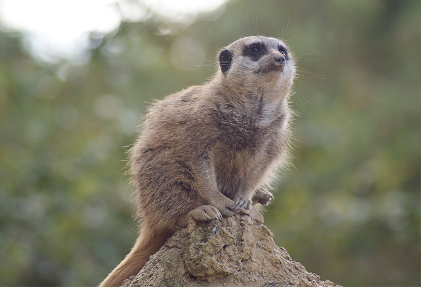 3) Cotswold Wildlife Park, Oxfordshire