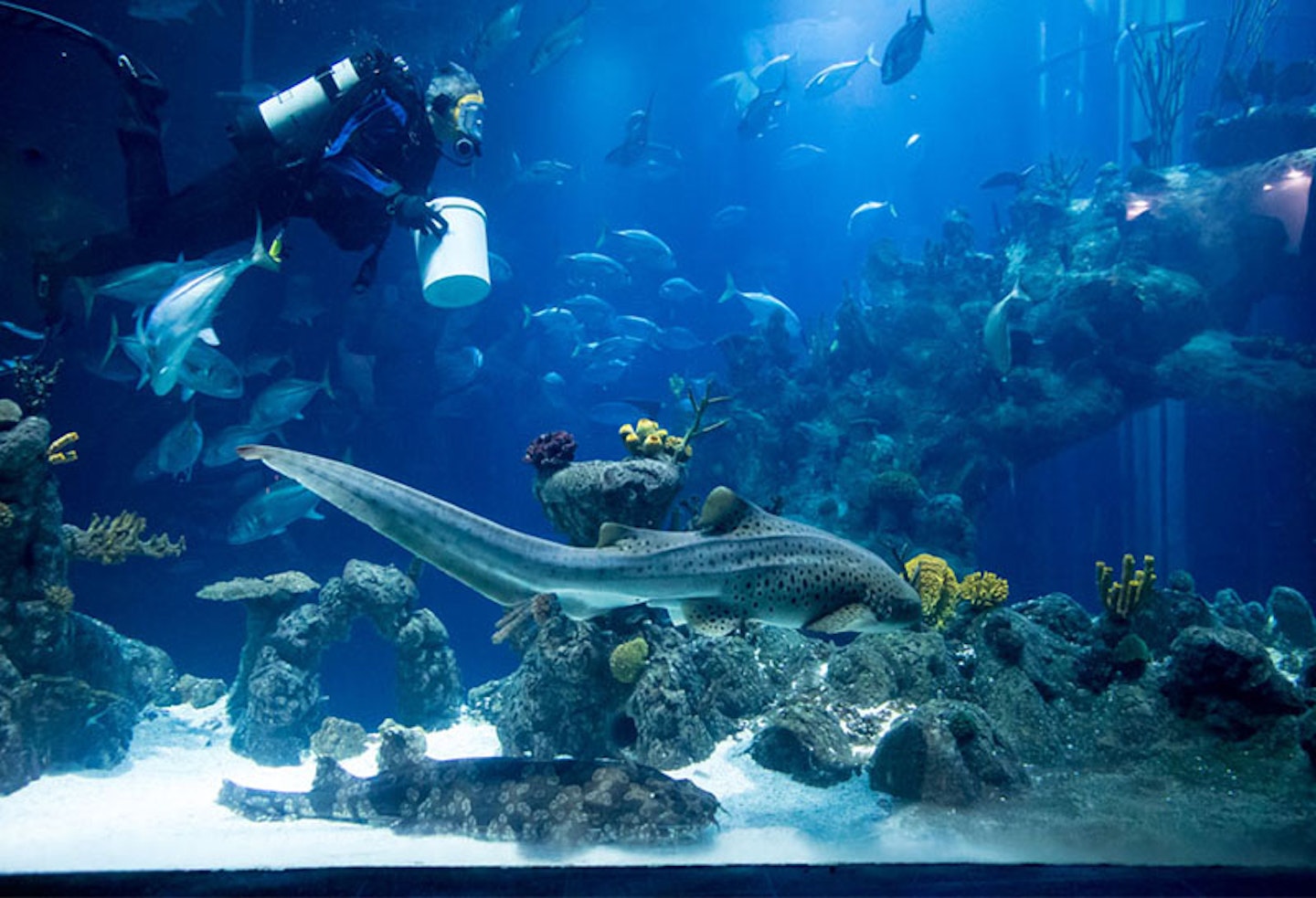7) The Deep Aquarium, Hull