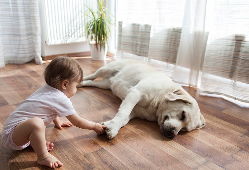 How To Introduce Your Dog To A Baby