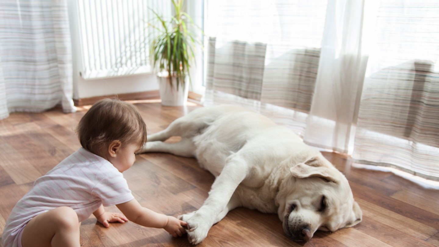 How to introduce your dog to your baby