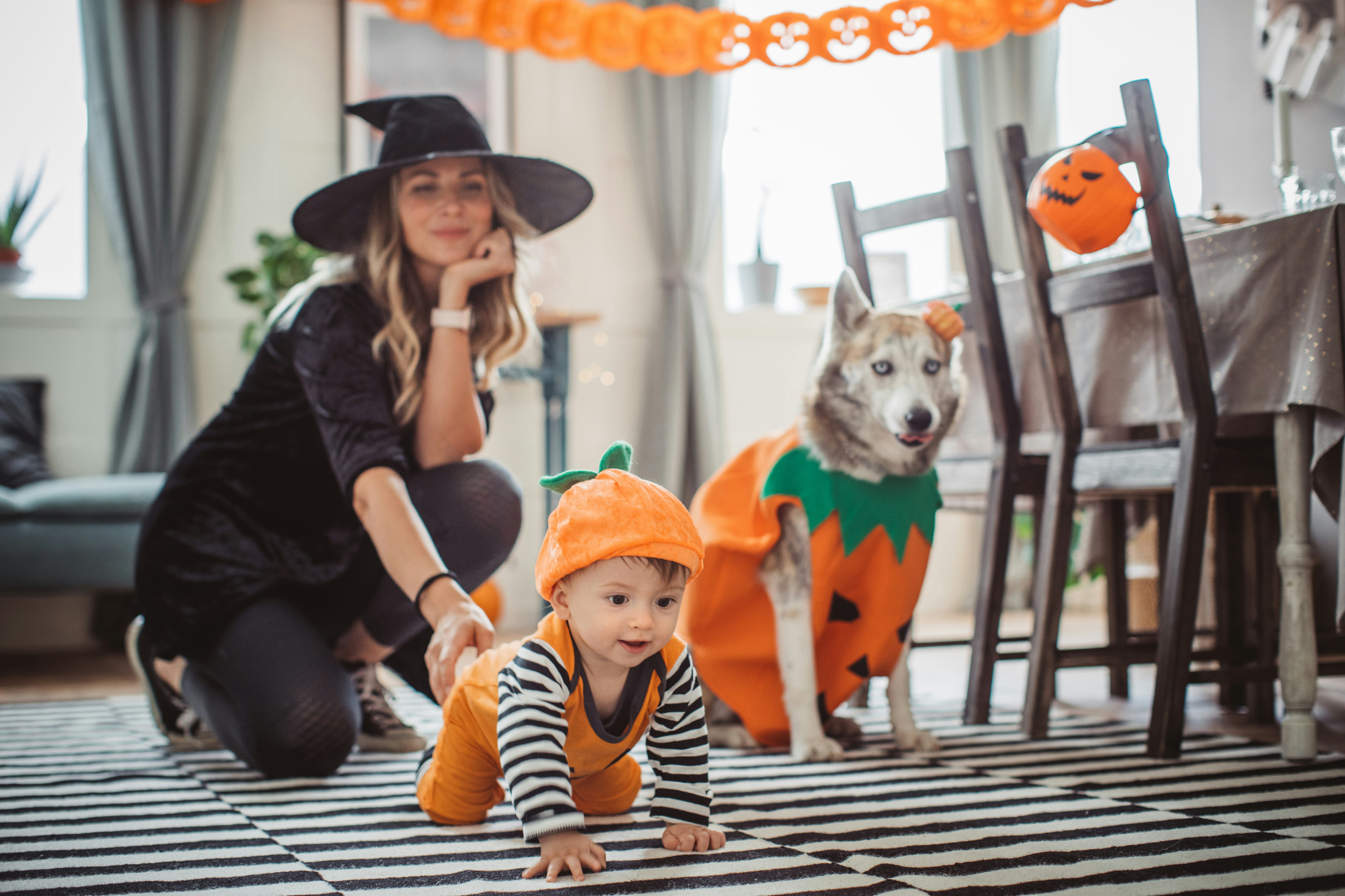 Halloween Games For Dogs