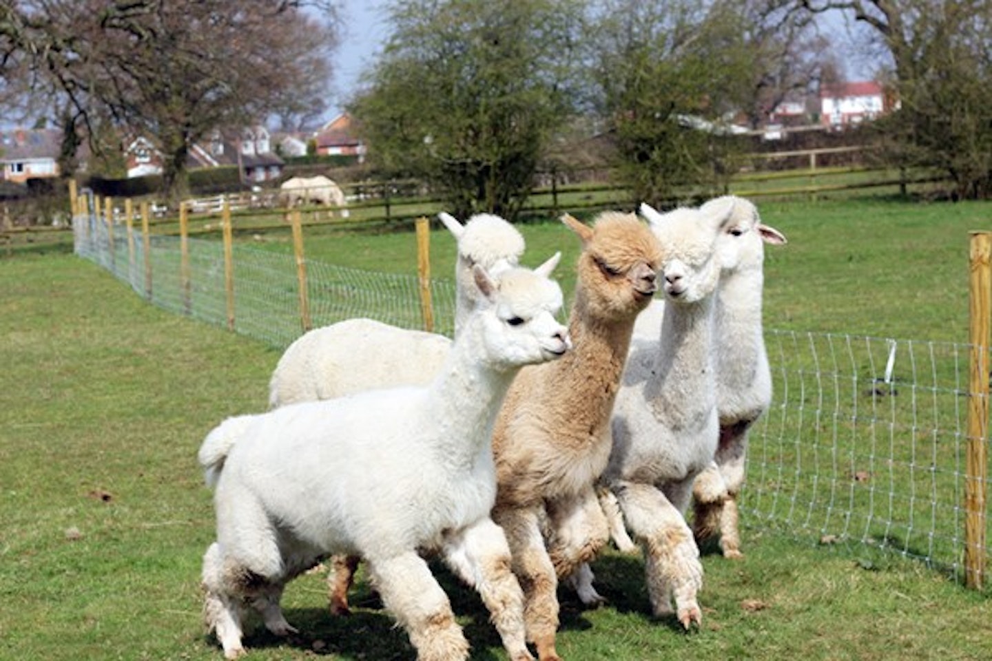 Lucky Tails Alpaca Farm Entry