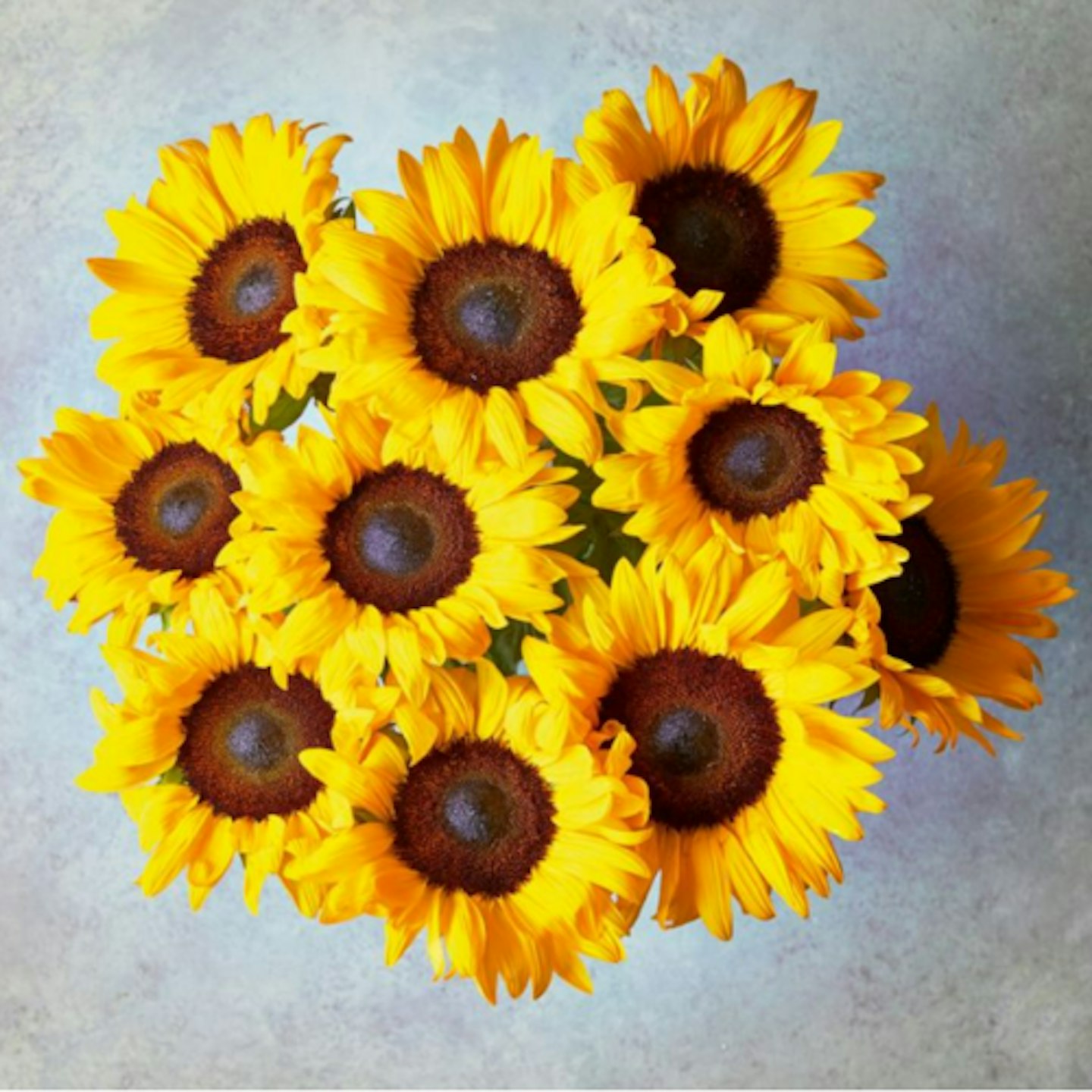 Medium British Sunflowers