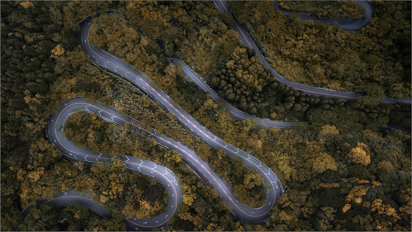 Road in a forest