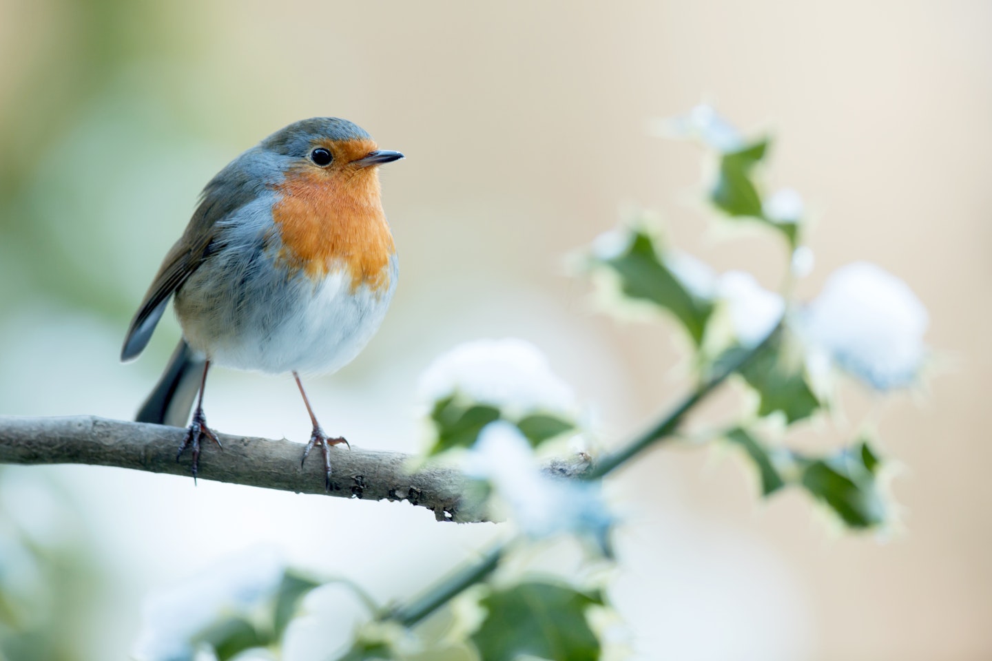 Robin sitting on a branch