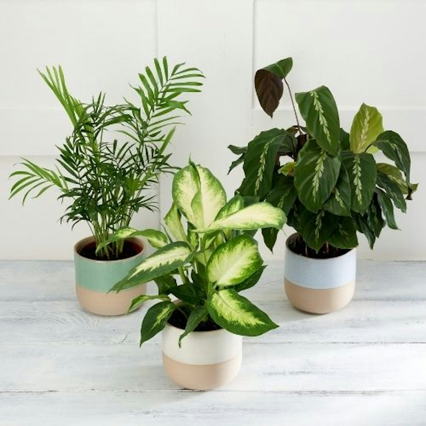 Sainsburyu0026#039;s Patterned Potted Plant