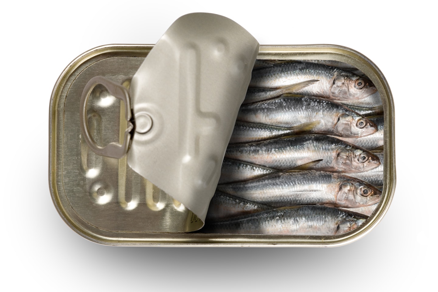 Sardines