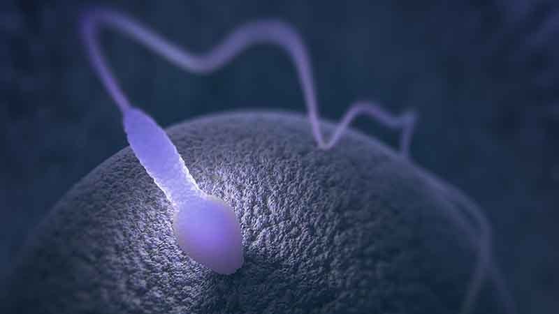 Conception Getting Pregnant Mother Baby Conception Getting Pregnant Mother Baby