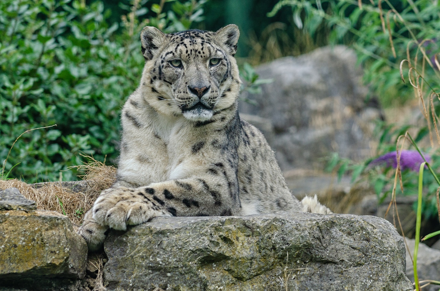 Dublin zoo