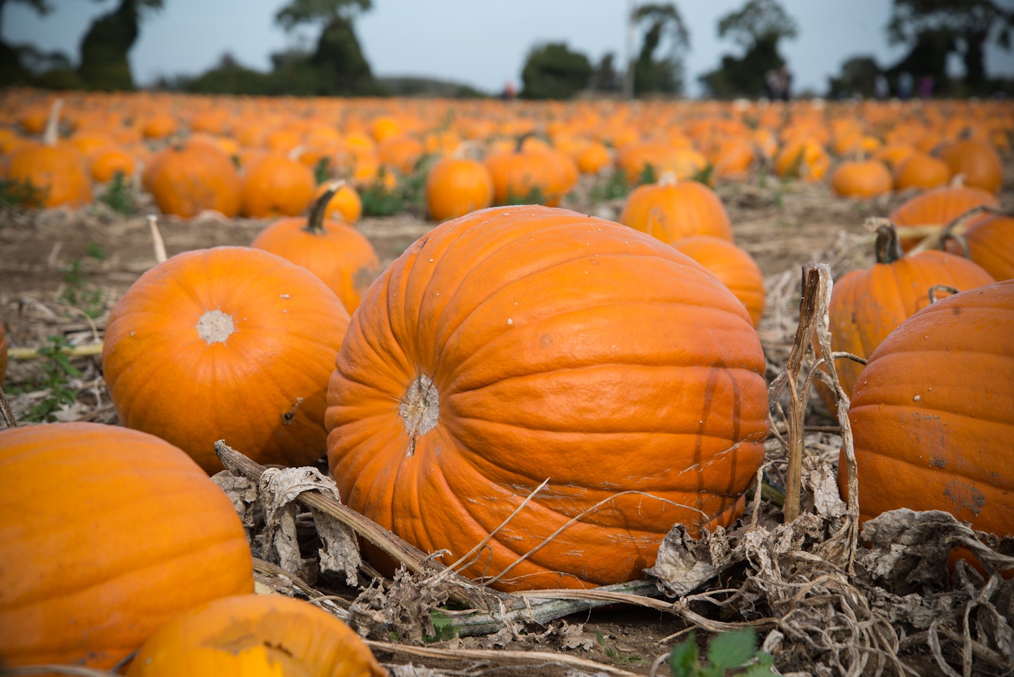 Pumpkins