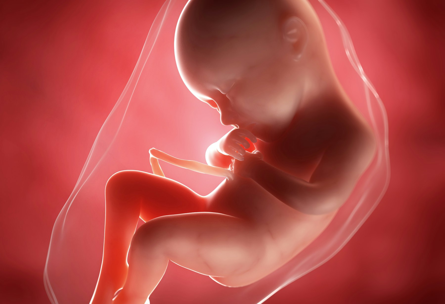 36 недель беременности кровь. Плод на 36 неделе беременности. Ребенок на 36 неделе беременности. Малыш на 36 неделе беременности в утробе.