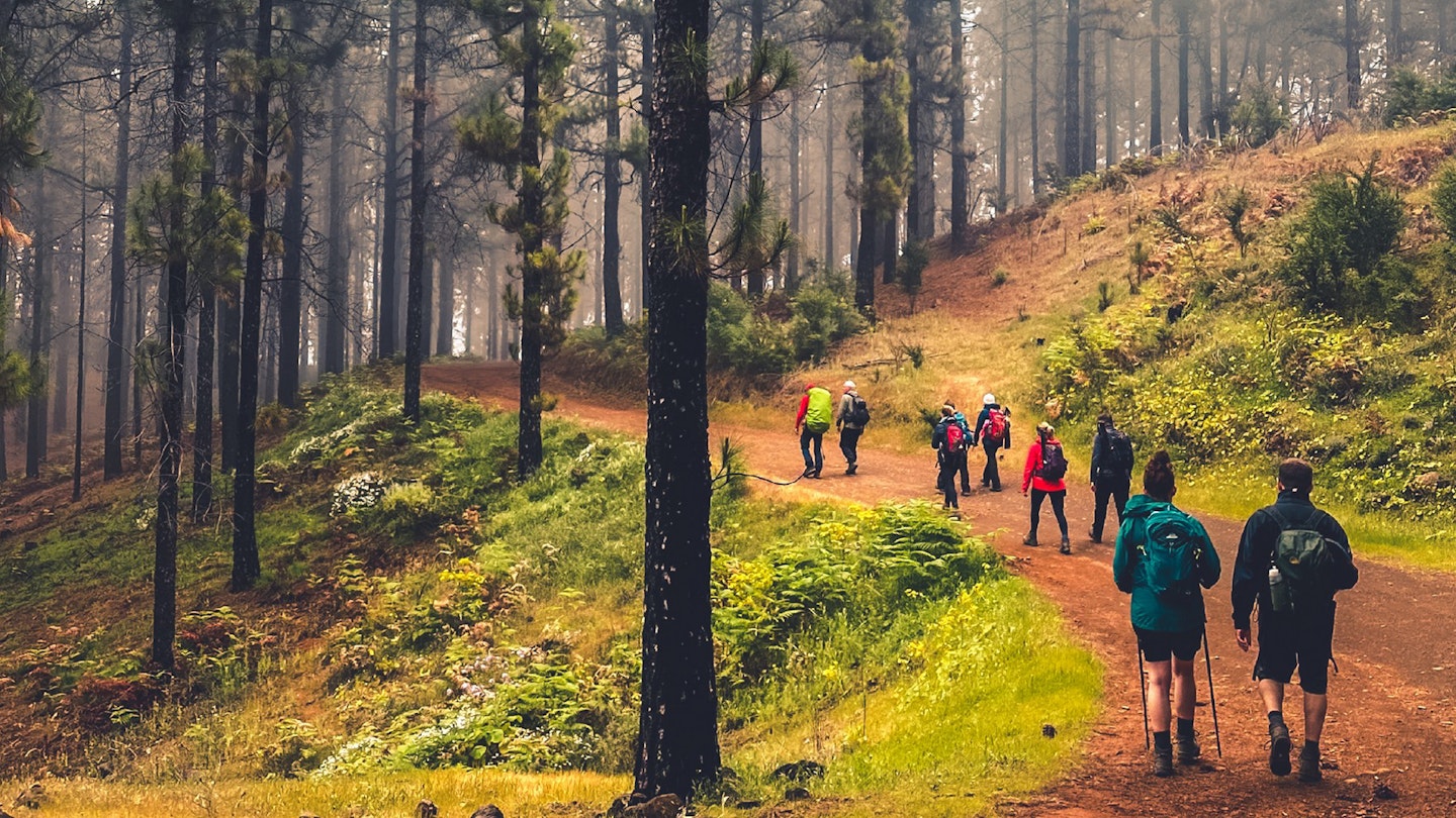 Walking through gran canaria woodlands