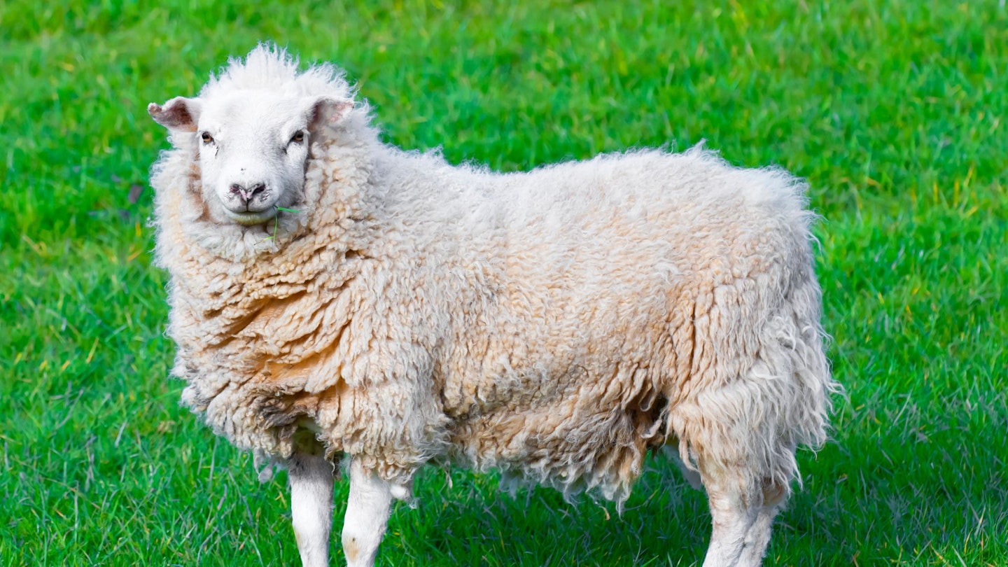 Merino sheep