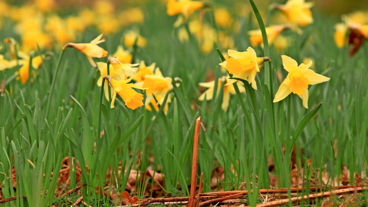 Daffodils