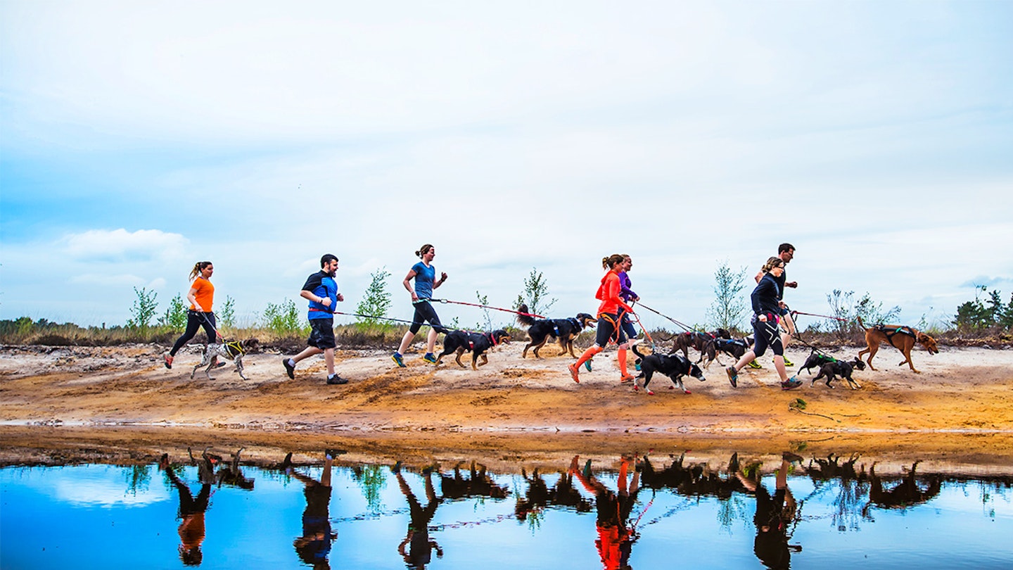 runners with their dogs doing canicross along a lake